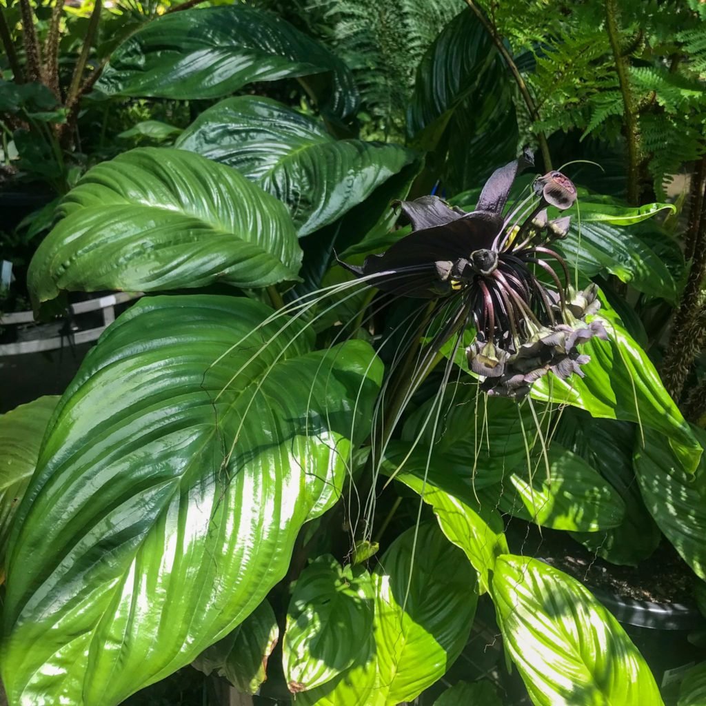 Black Bat Plant Indoor Plant Addicts