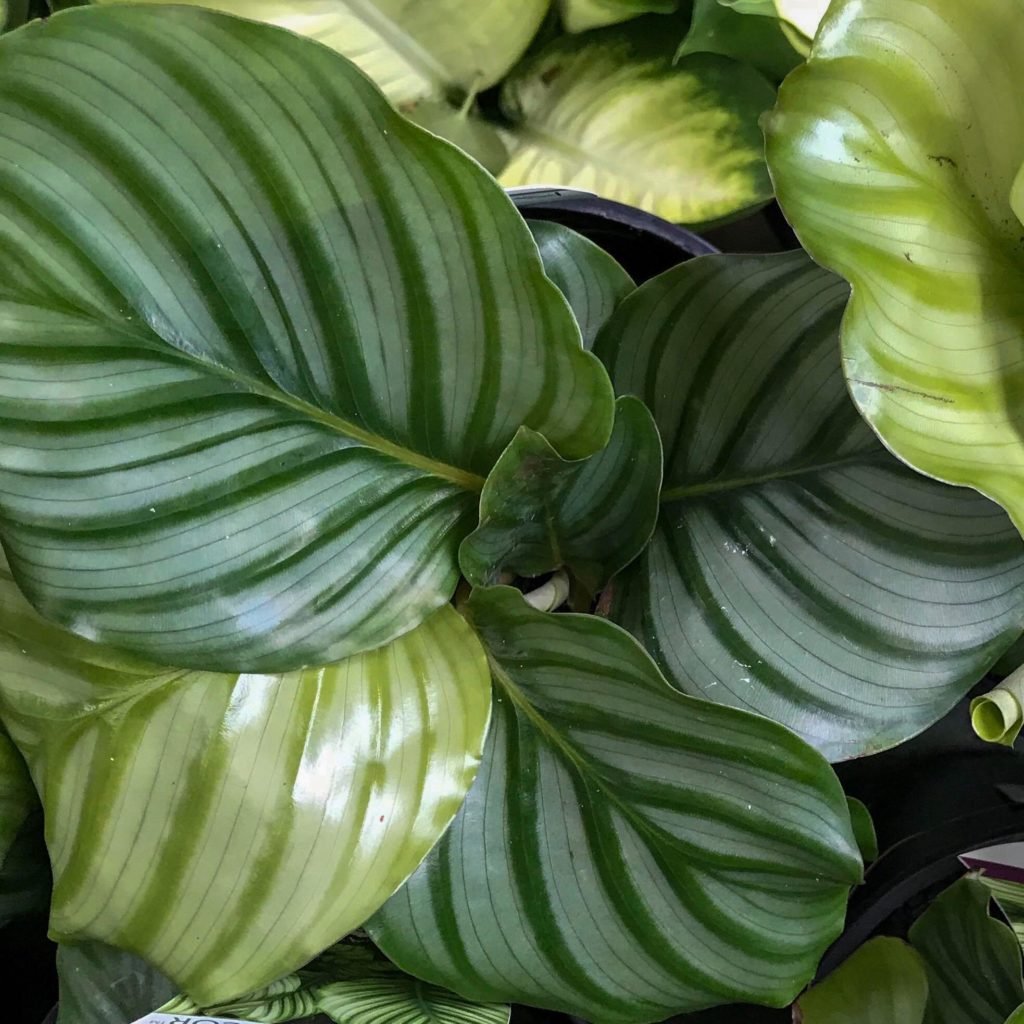 Calathea Orbifolia Plant Foliage