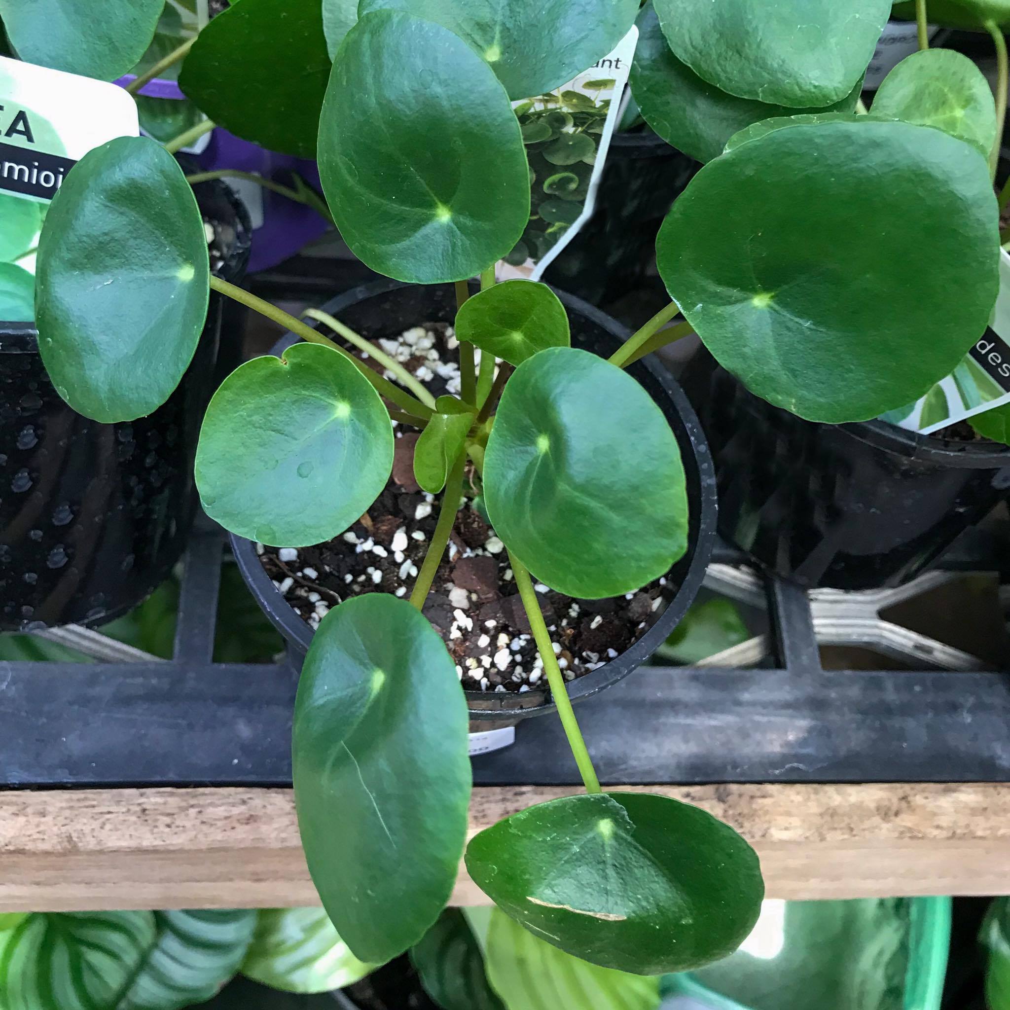 Chinese Money Plant (Pilea Peperomioides) Care Guide