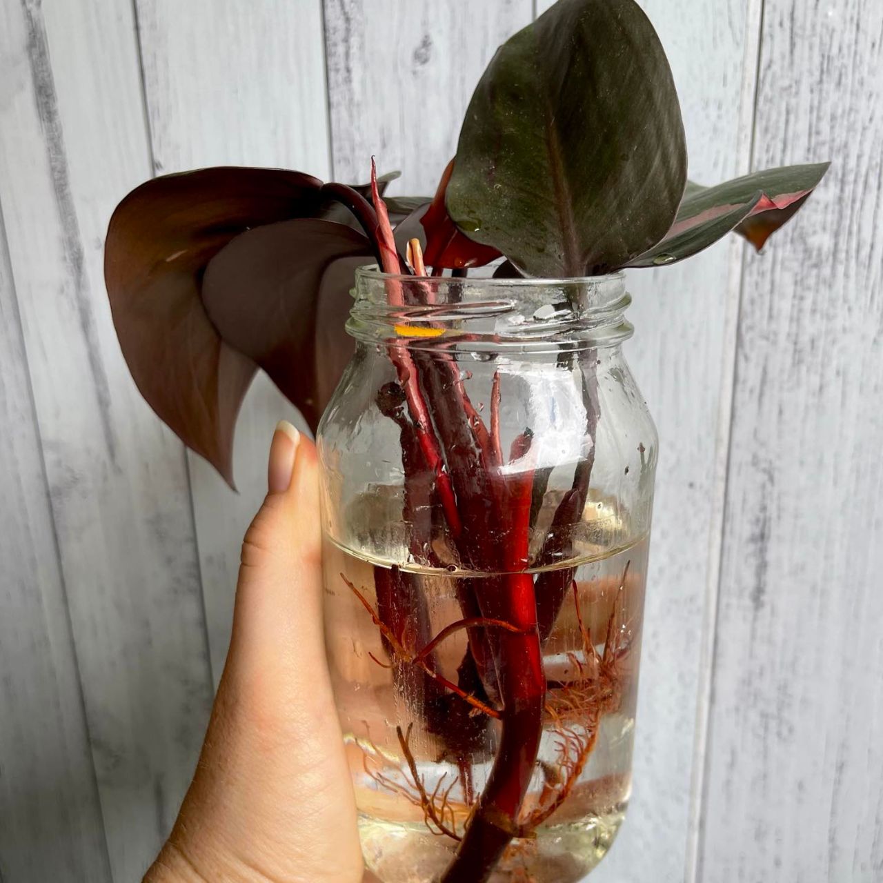 Growing Philodendron Pink Princess cuttings in water