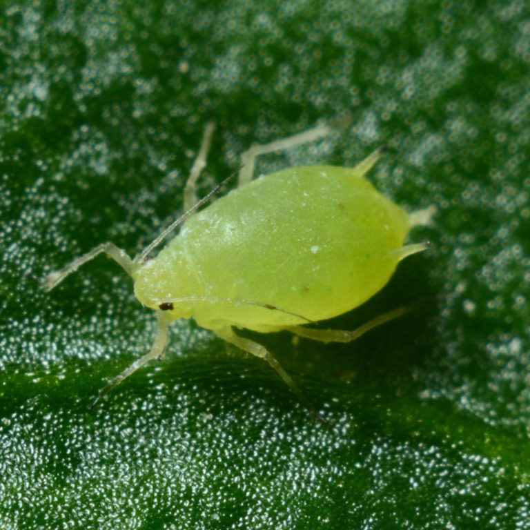 Aphids Control and Treatment