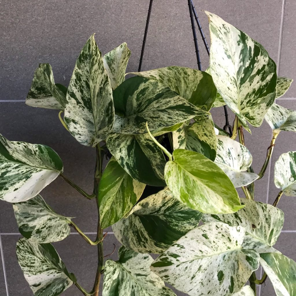 Marble Queen Pothos Indoor Plant Addicts