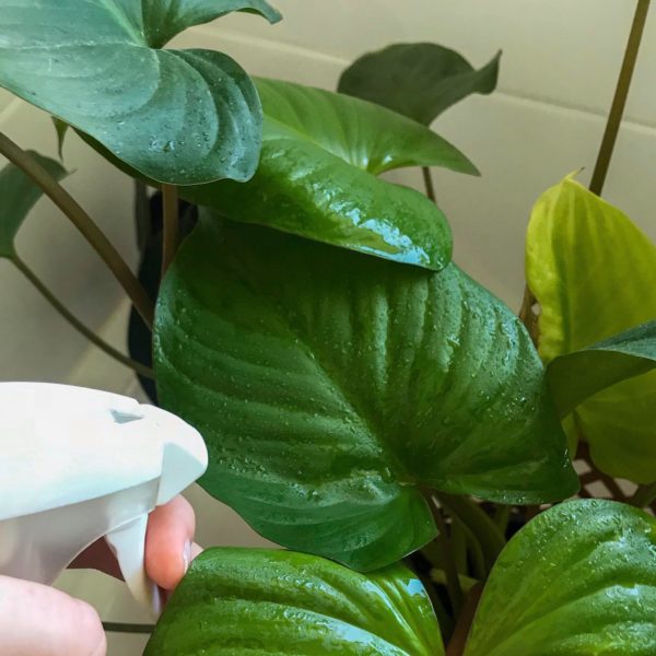 humidity-tips-for-indoor-plants-indoor-plant-addicts