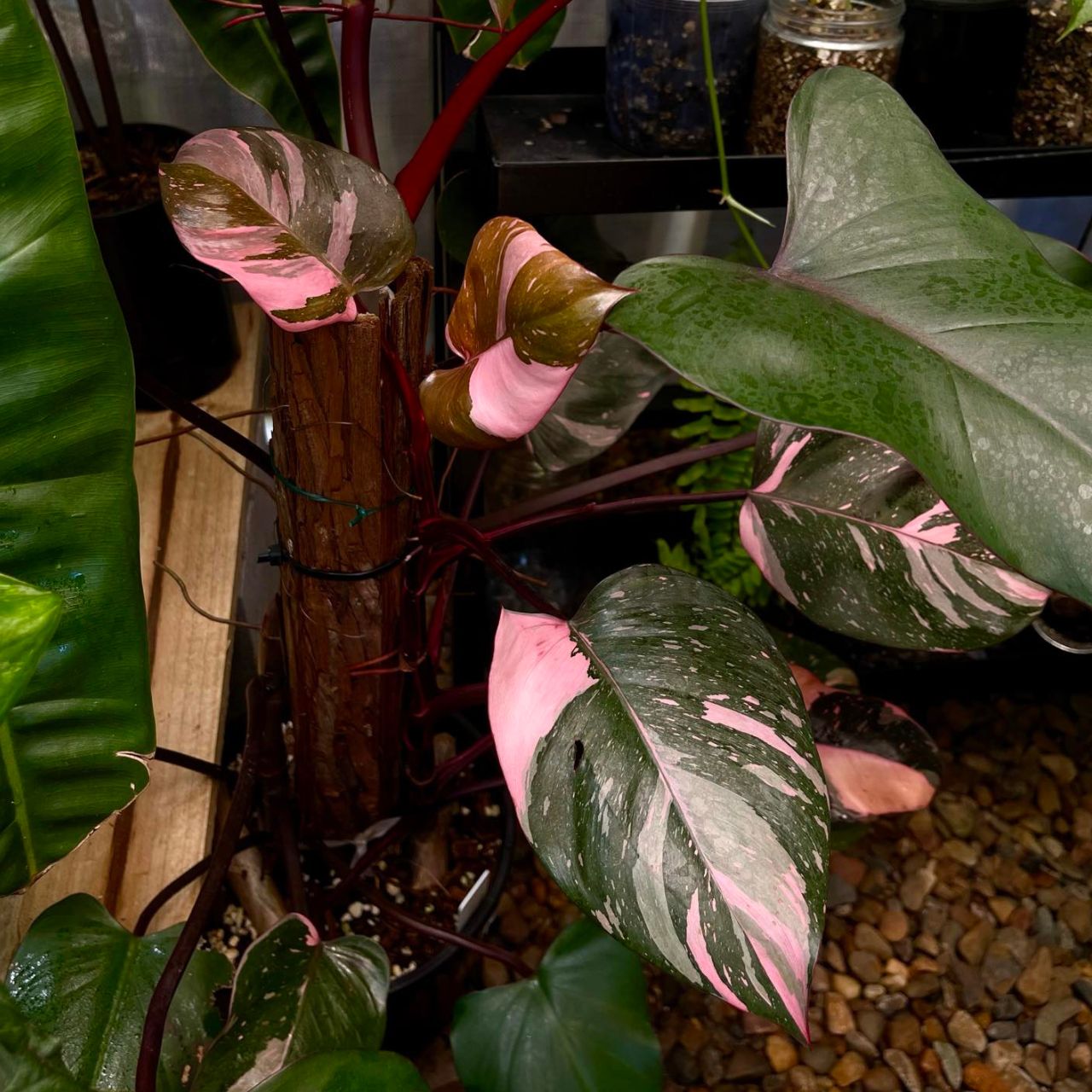 Variegated Pink Princess Philodendron Plant