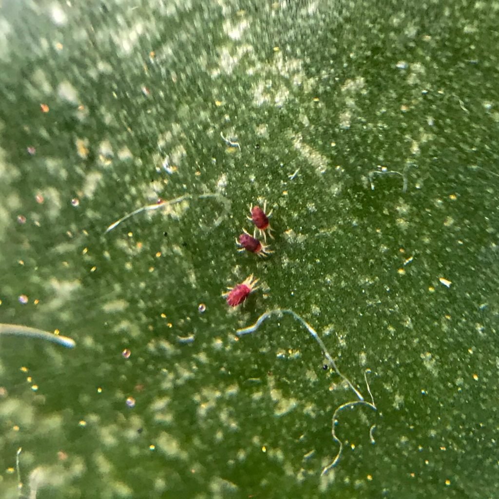 Spider Mites