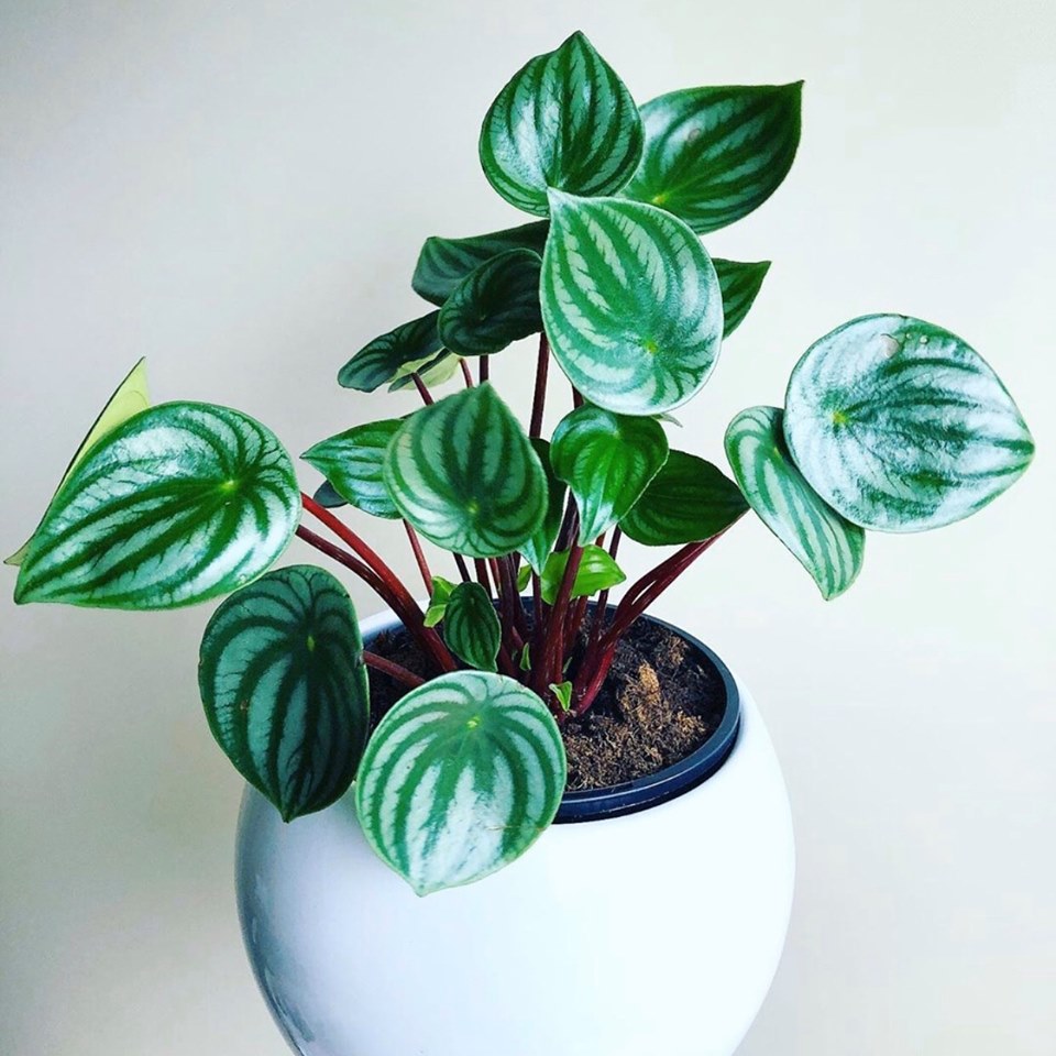 How To Care For Watermelon Peperomia