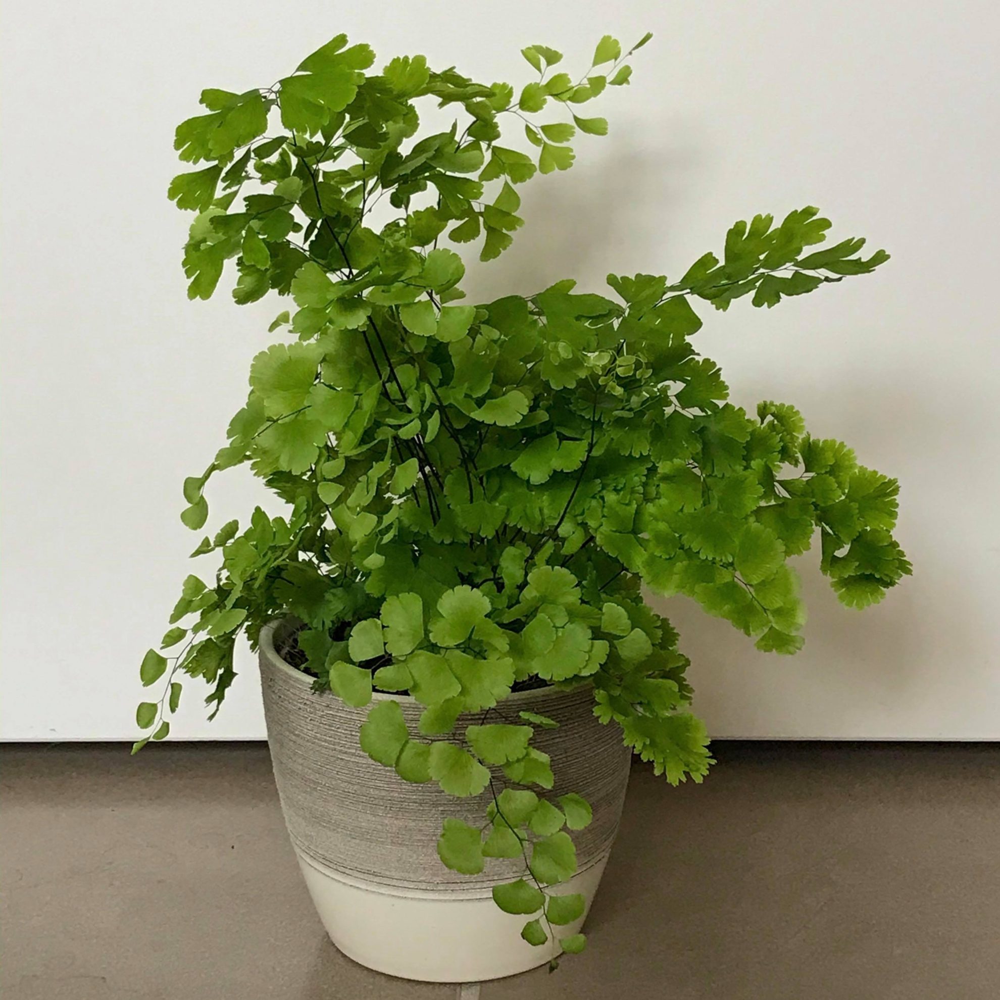 Maidenhair Fern Indoor Plant Addicts   Maidenhair 1980x1980 