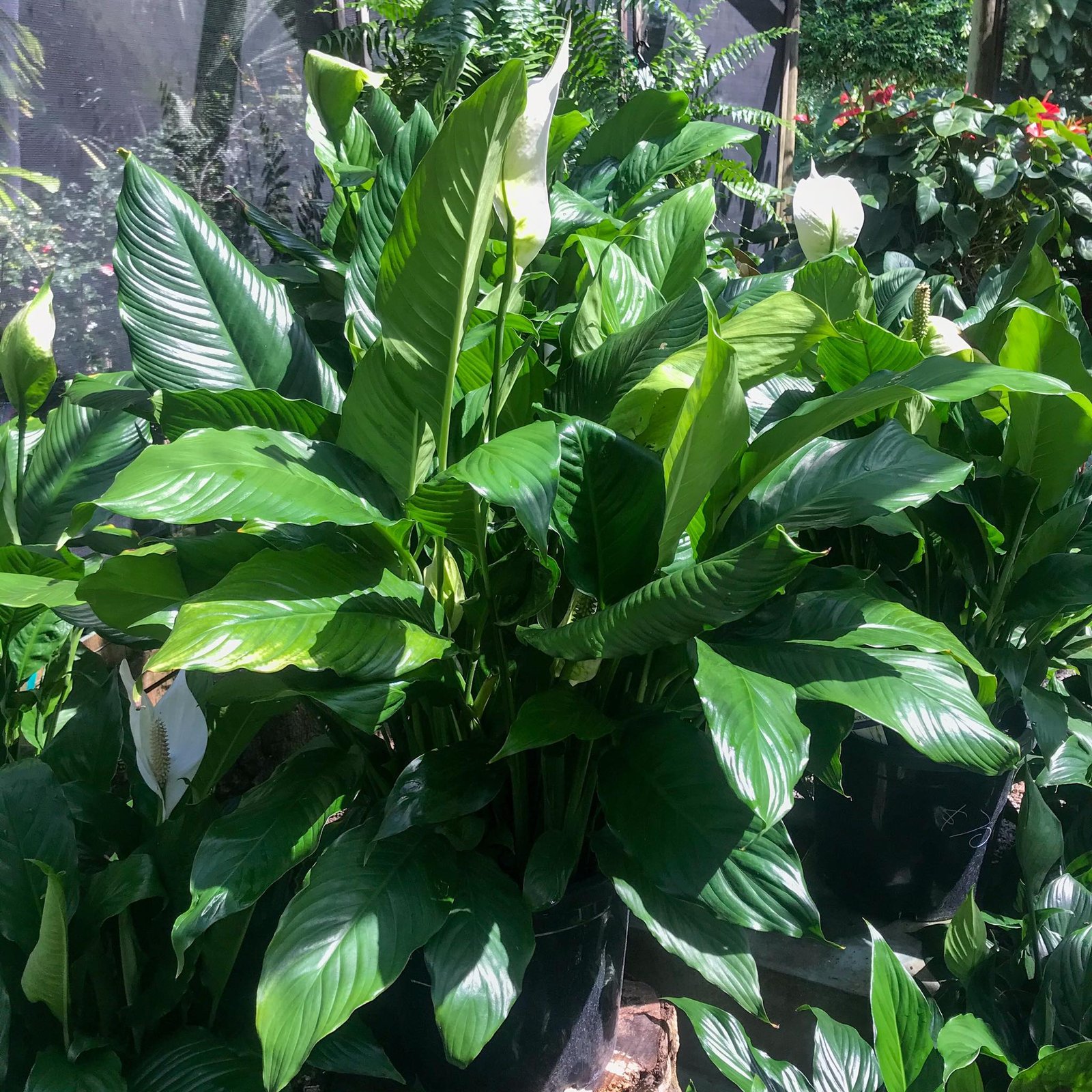 Can You Put A Peace Lily In A Self Watering Pot