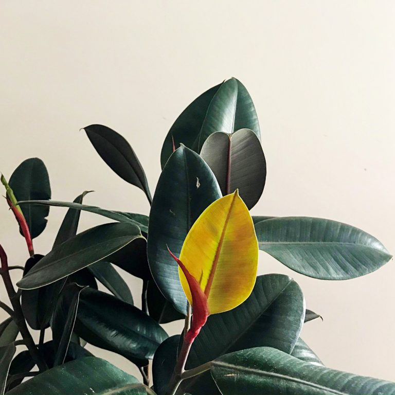 How To Care For Rubber Plants