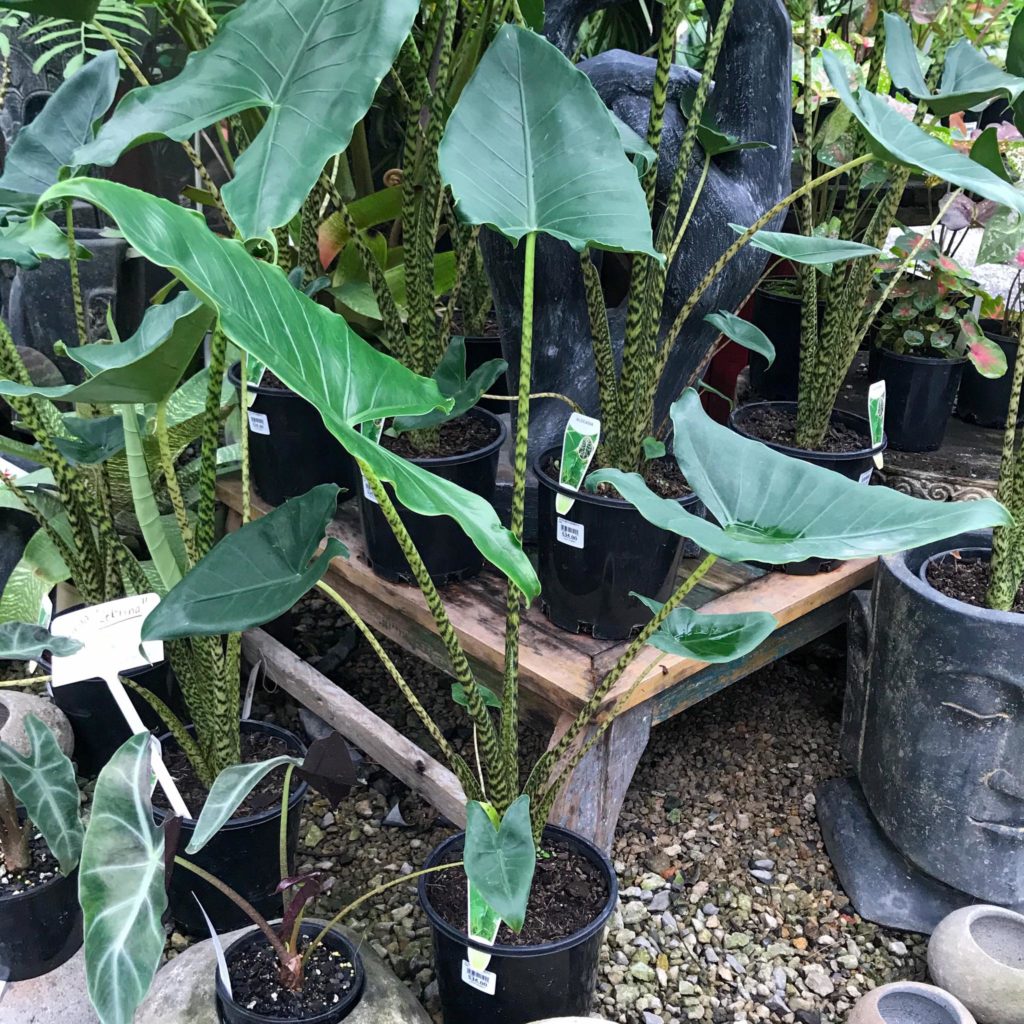 Mature Alocasia Zebrina plant