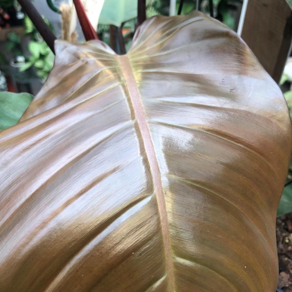 Autumn philodendron Leaf