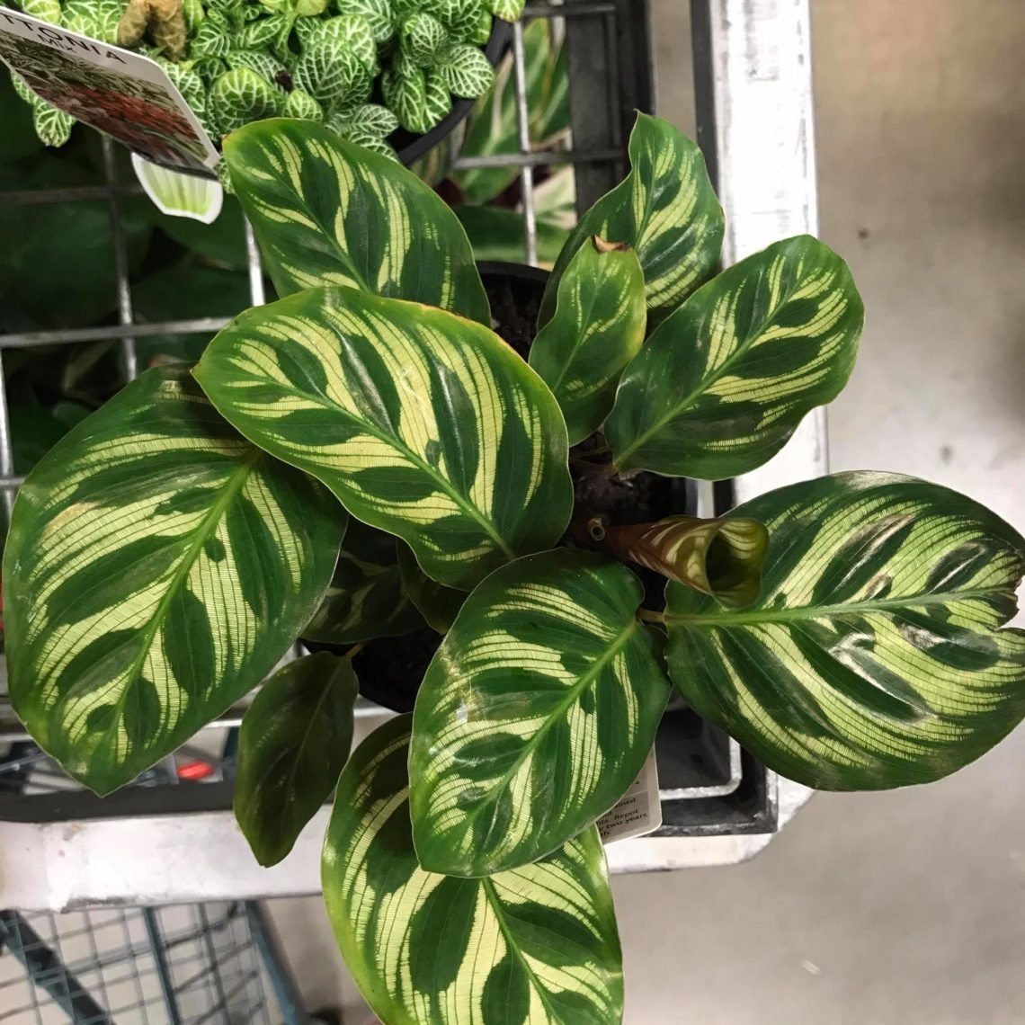 Calathea Makoyana - Indoor Plant Addicts