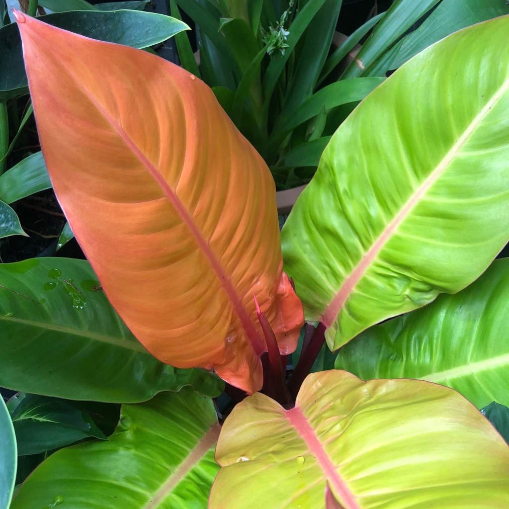 Imperial Gold Philodendron