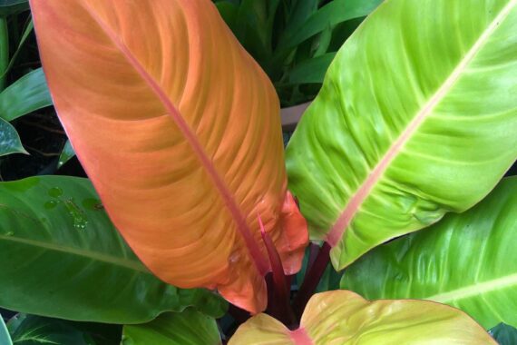 Imperial Gold Philodendron