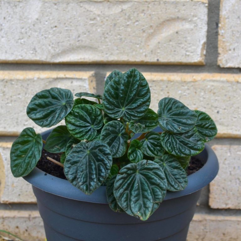 Peperomia Emerald Ripple - Indoor Plant Addicts