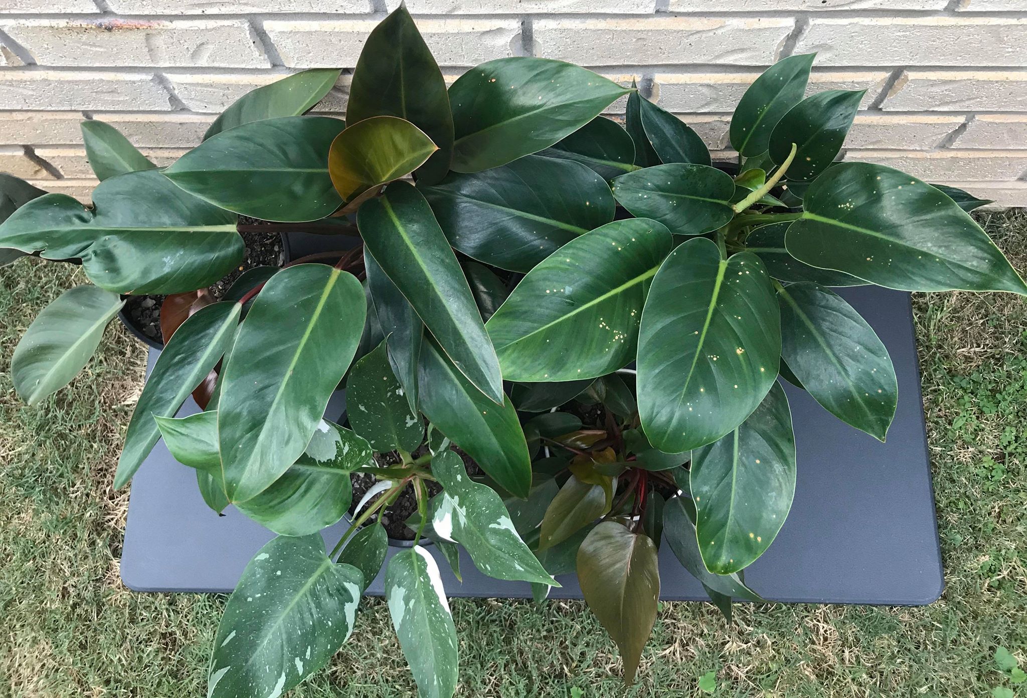 8 Types of Philodendron to Keep Indoors
