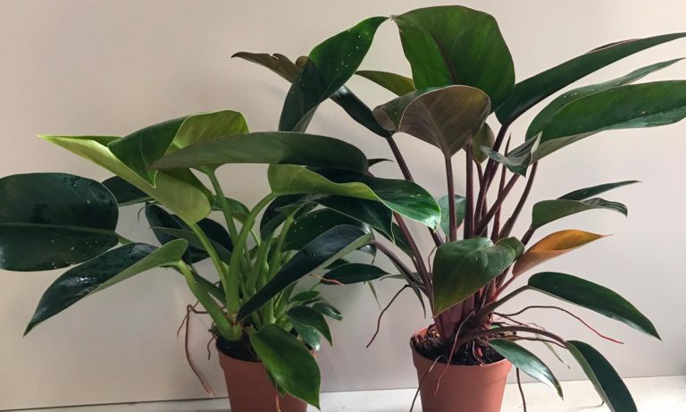 How to Successfully Repot Philodendron