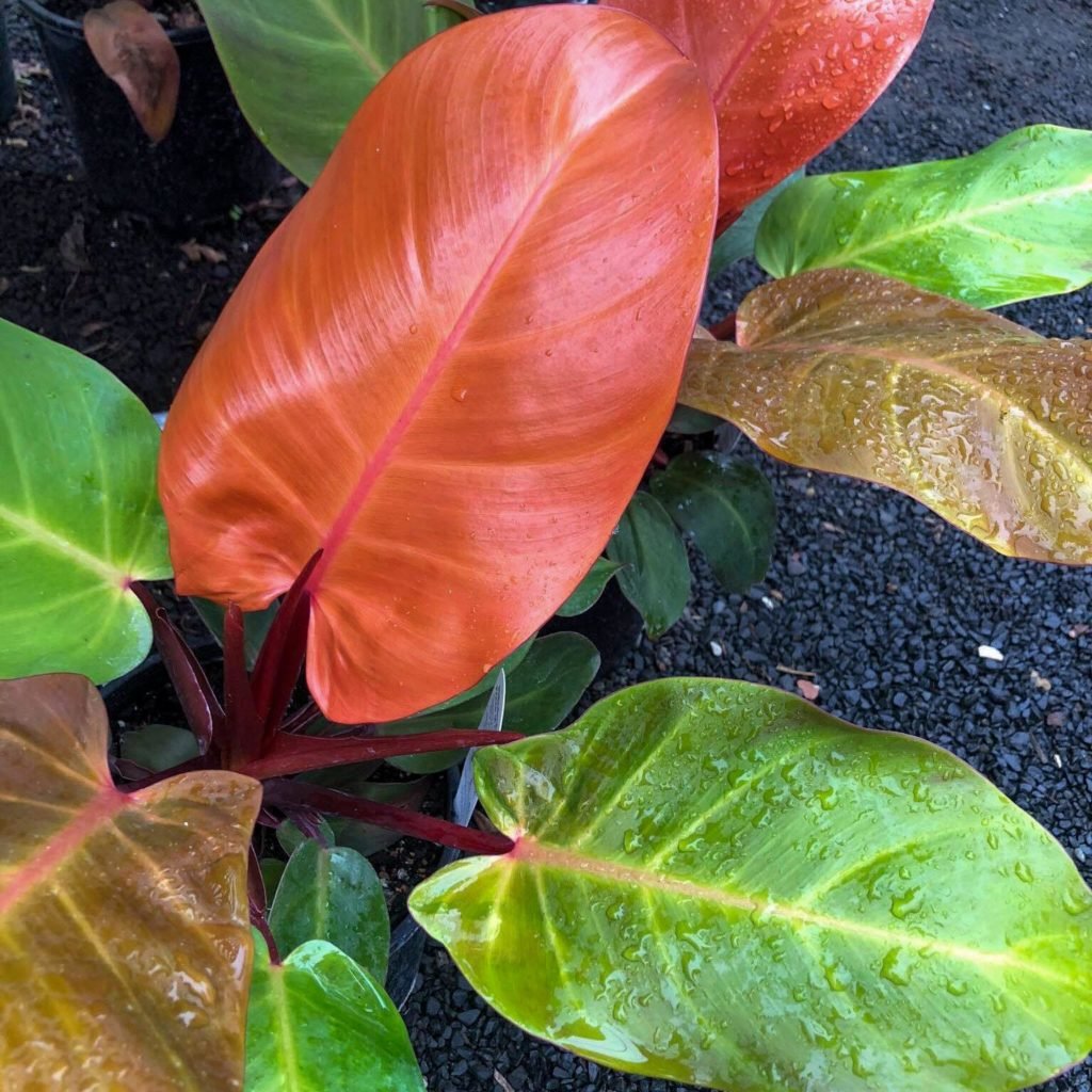 Philodendron Prince of Orange 