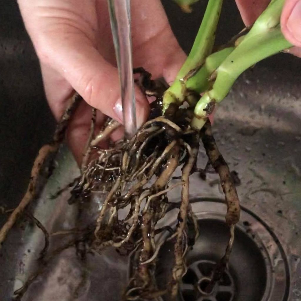 How to rinse affected roots of indoor plants