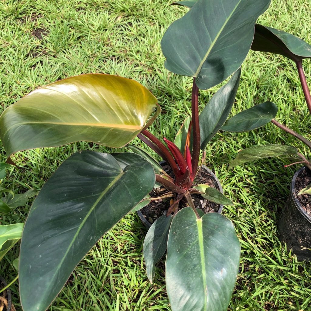 Rojo Congo Philodendron - Indoor Plant Addicts