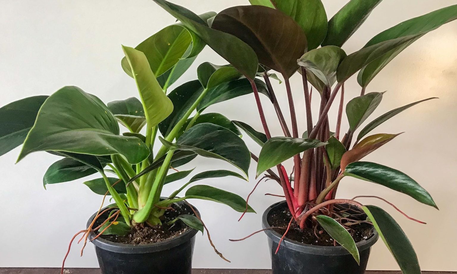 How To Successfully Repot Philodendron Indoor Plant Addicts