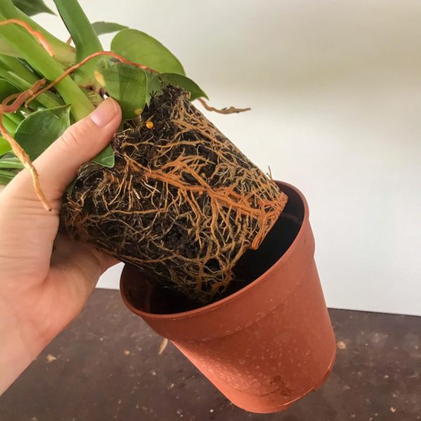 How To Successfully Repot Philodendron Indoor Plant Addicts