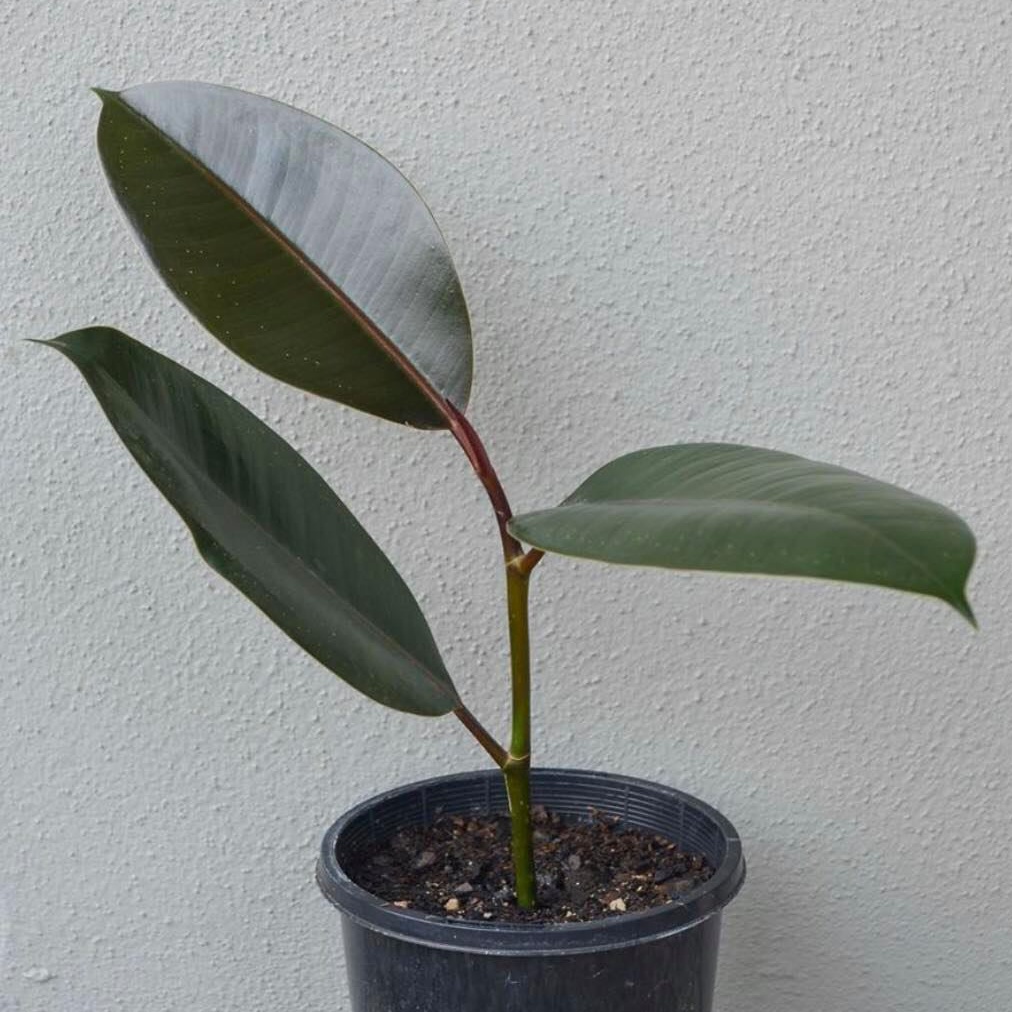 Ficus Plant Propagated from a stem cutting in soil