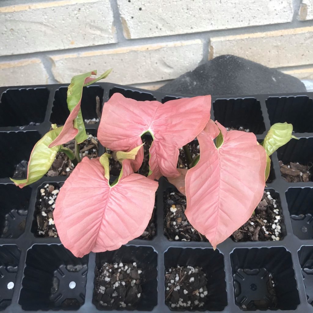 Free cuttings of pink syngonium growing fast in home made propagating mix