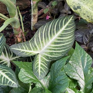 Caladium Lindenii Plant leaf