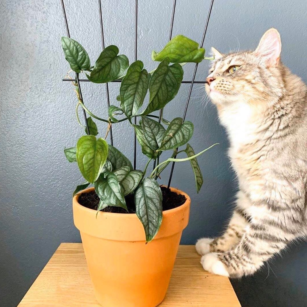 Cat With Plant 