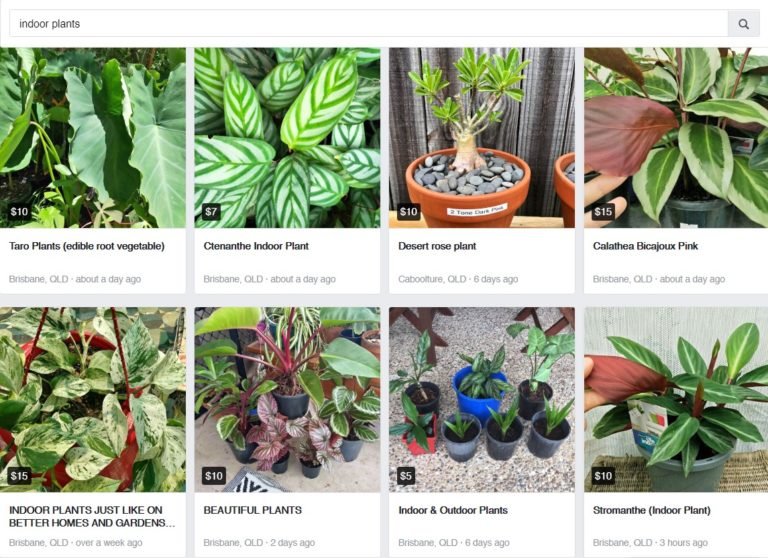 How to find cheap (or free) house plants Indoor Plant Addicts