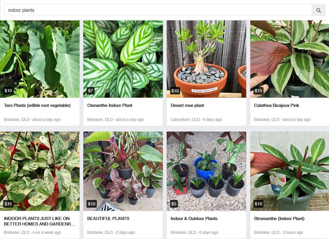 How to find cheap (or free) house plants Indoor Plant