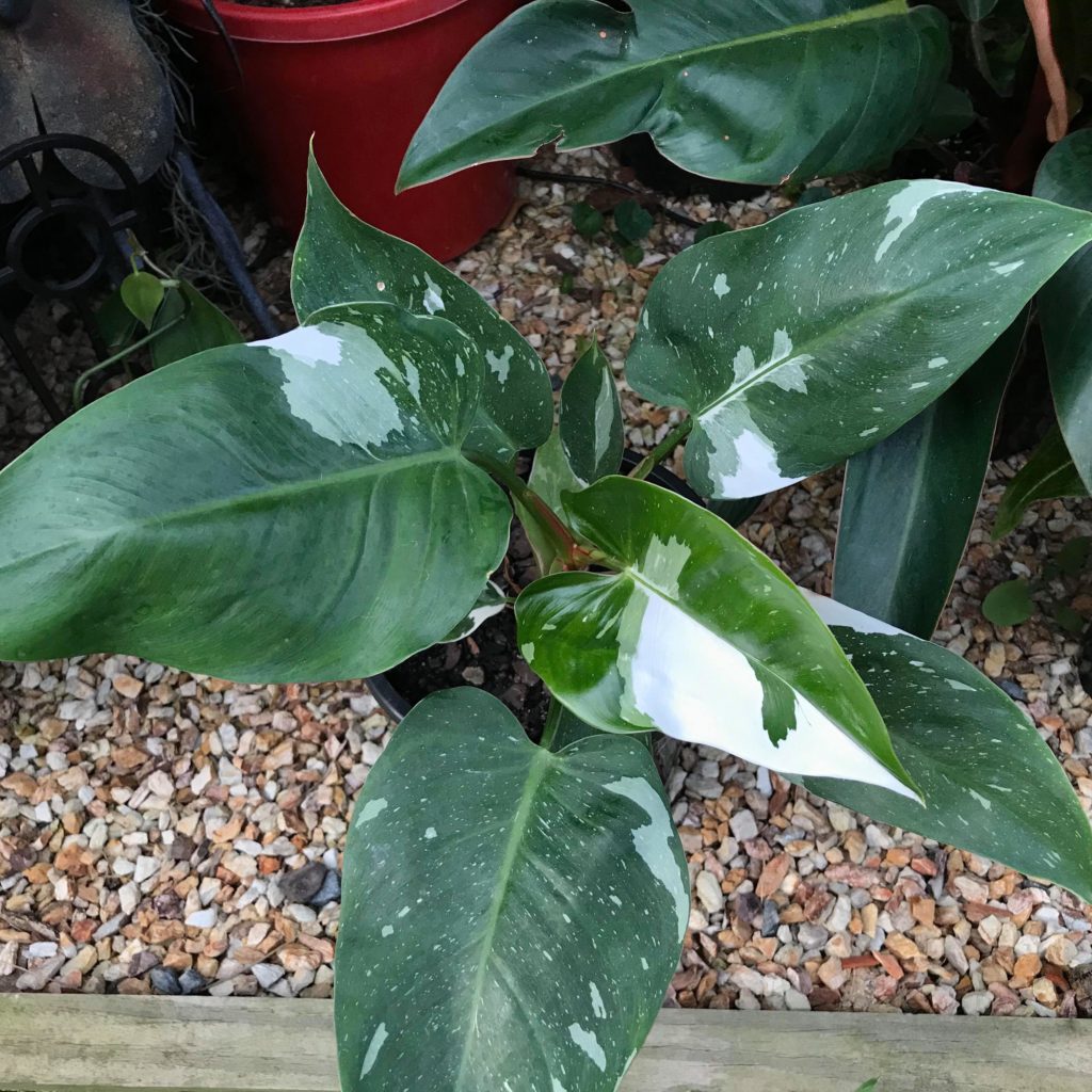 Philodendron White Knight mature plant
