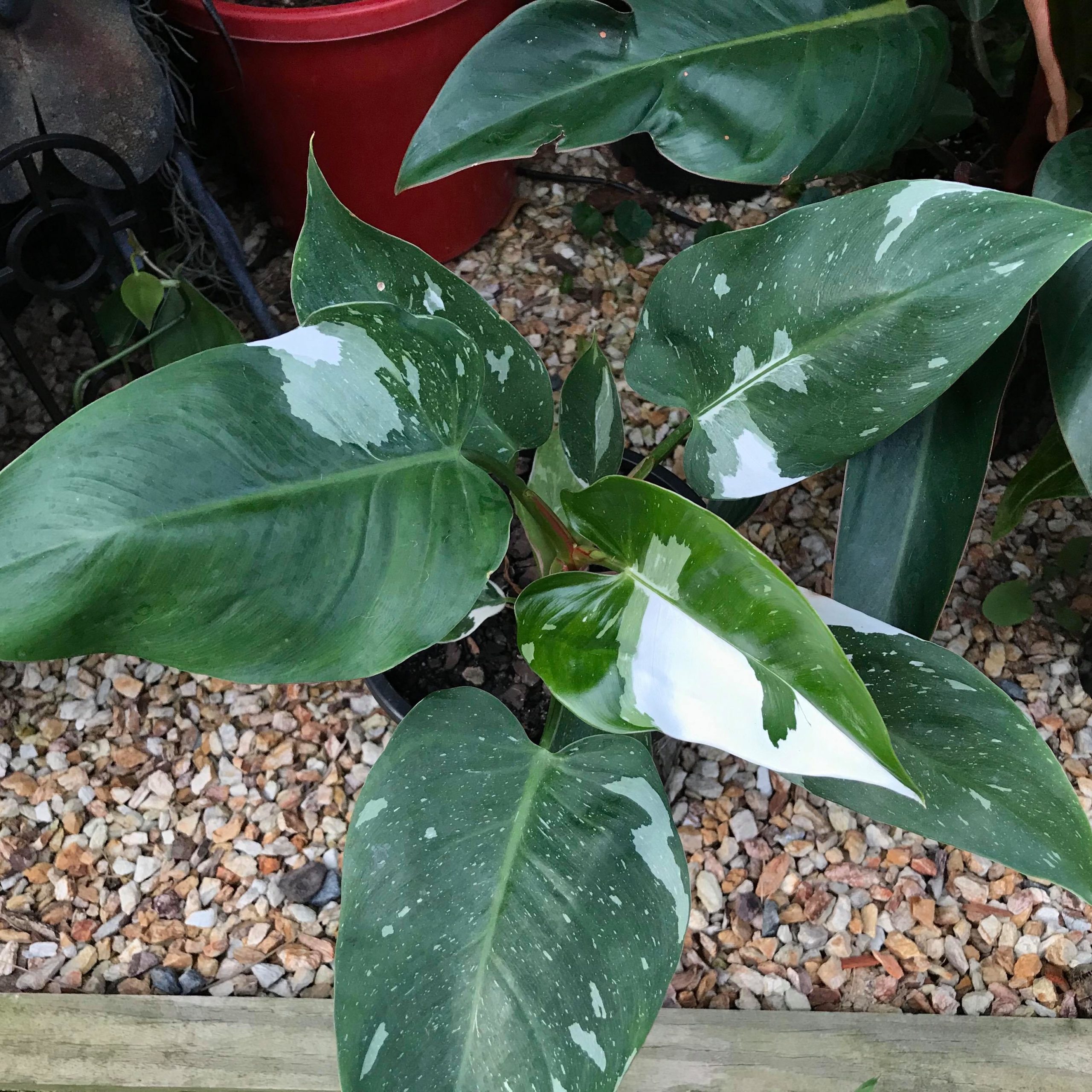 Philodendron White Knight Care (Everything you need to know)