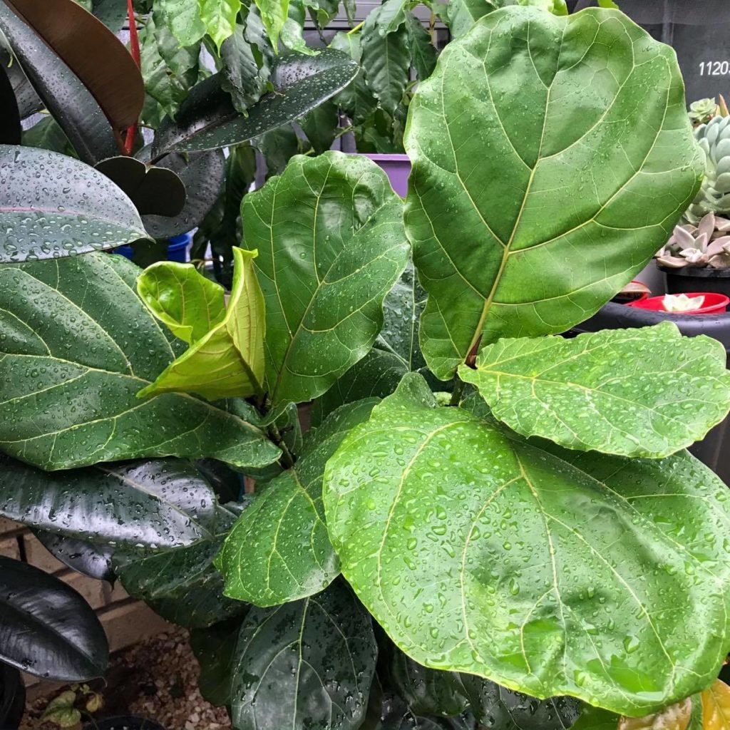 fiddle leaf fig care