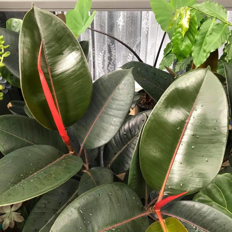 How To Care For Rubber Plants Indoor Plant Addicts