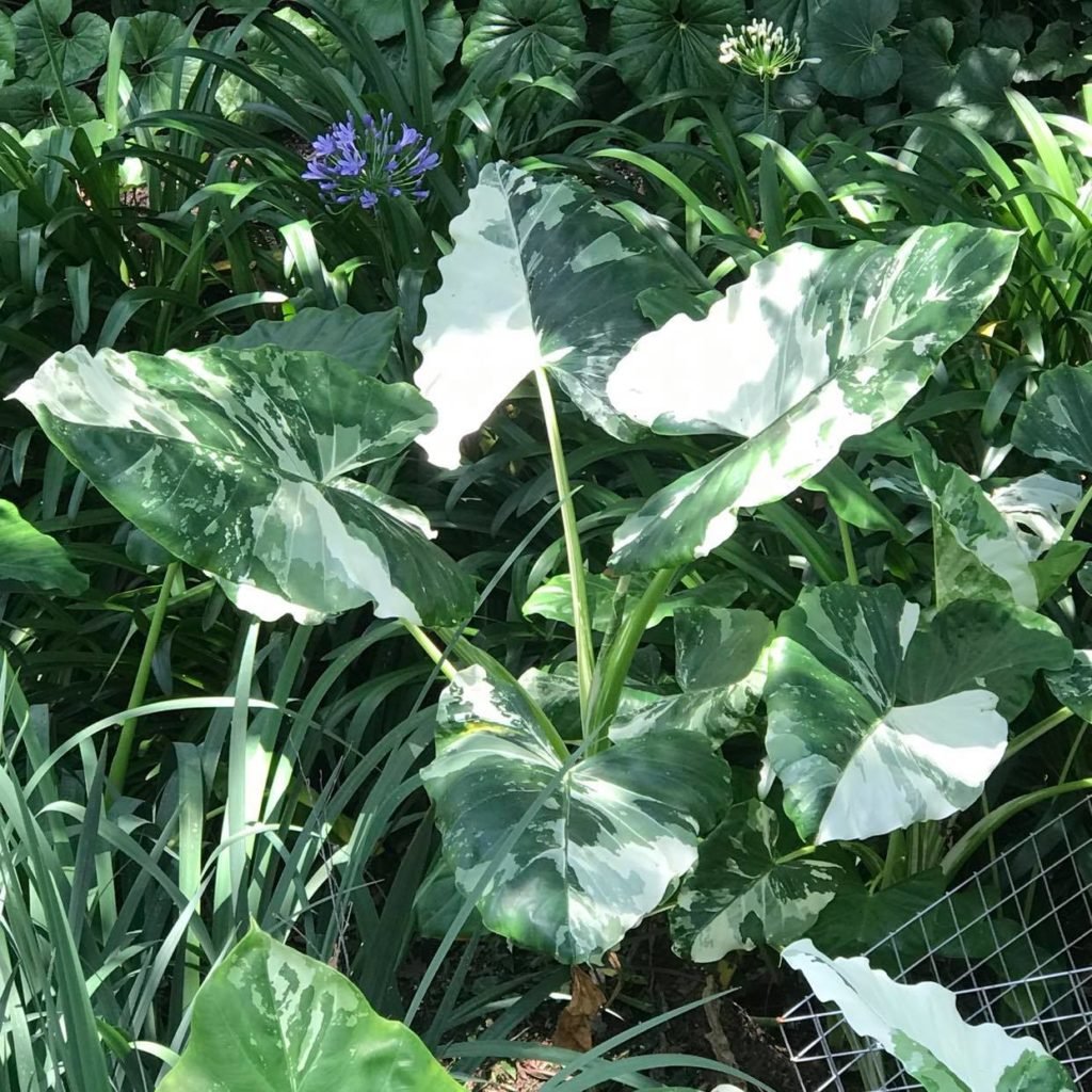 Variegated Elephant Ear - Indoor Plant Addicts