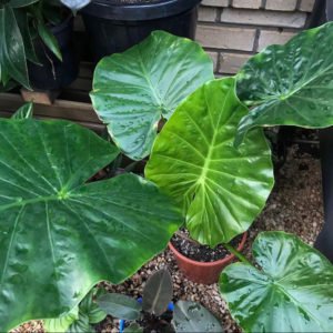 Variegated Elephant Ear - Easy Care Guide - Indoorplantaddicts