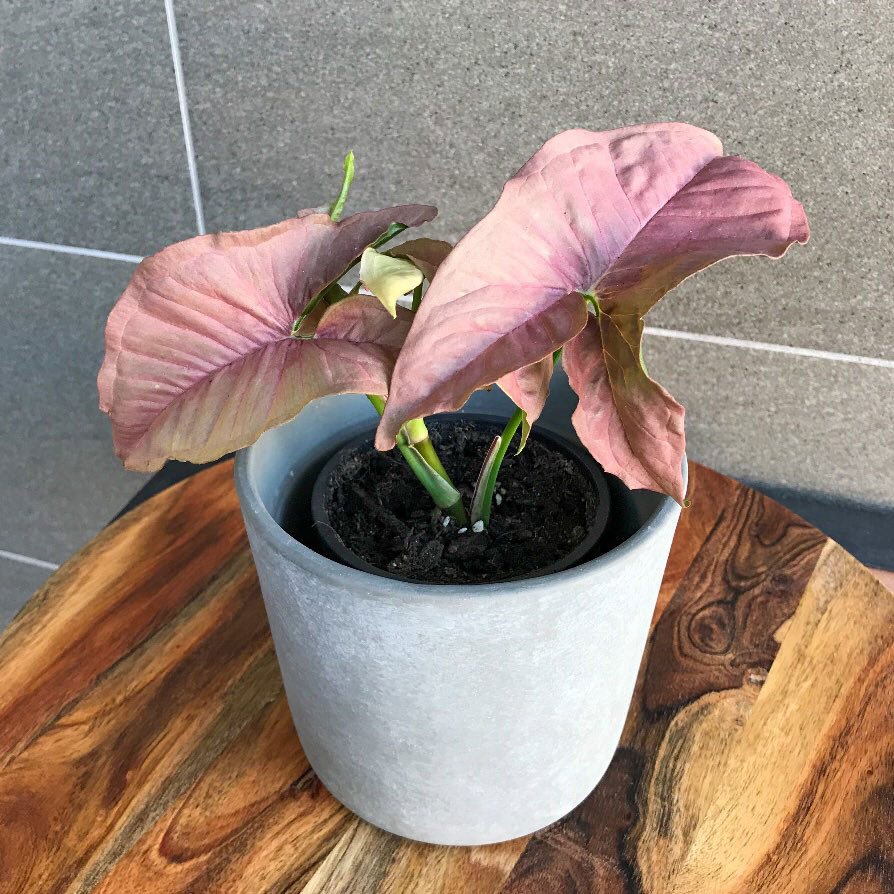 Syngonium Podophyllum (arrowhead) plant care