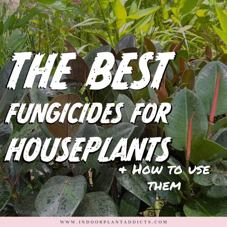 Best fungicides for houseplants & How to use them
