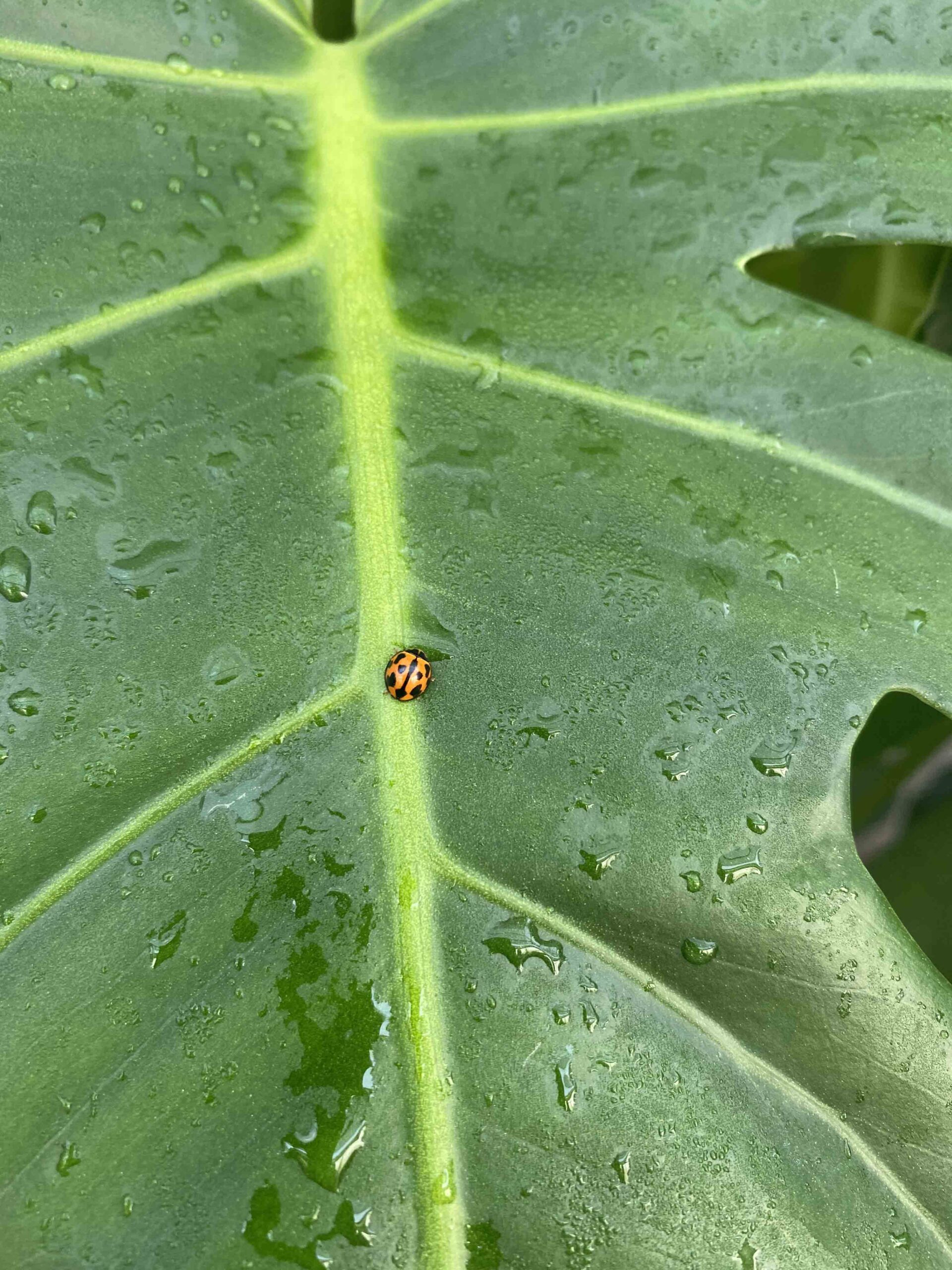 Lady Bugs for House Plants