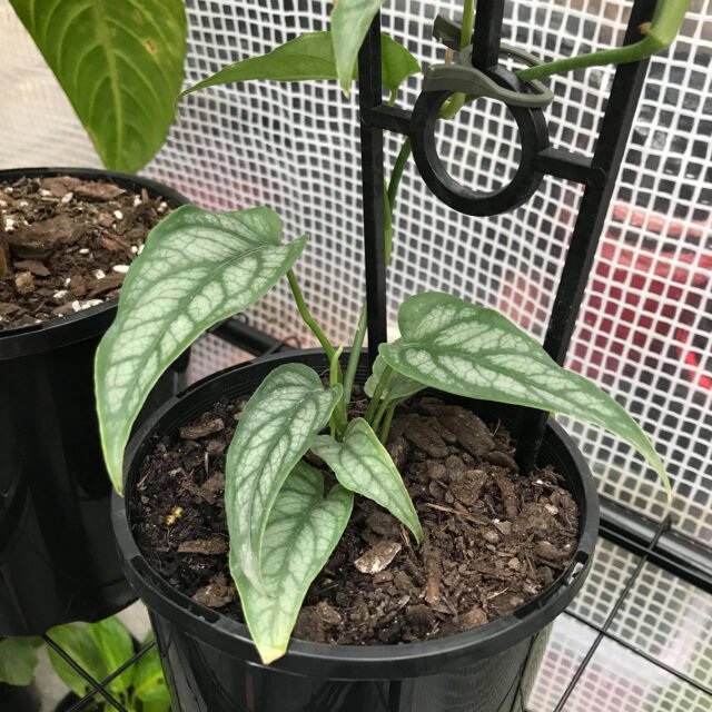 Monstera Siltepecana Care Guide (Everything you need to know)