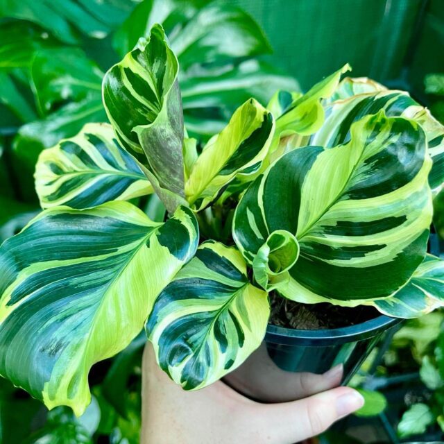 Calathea Louisae 'Thai Beauty' Care (Everything you need to know)