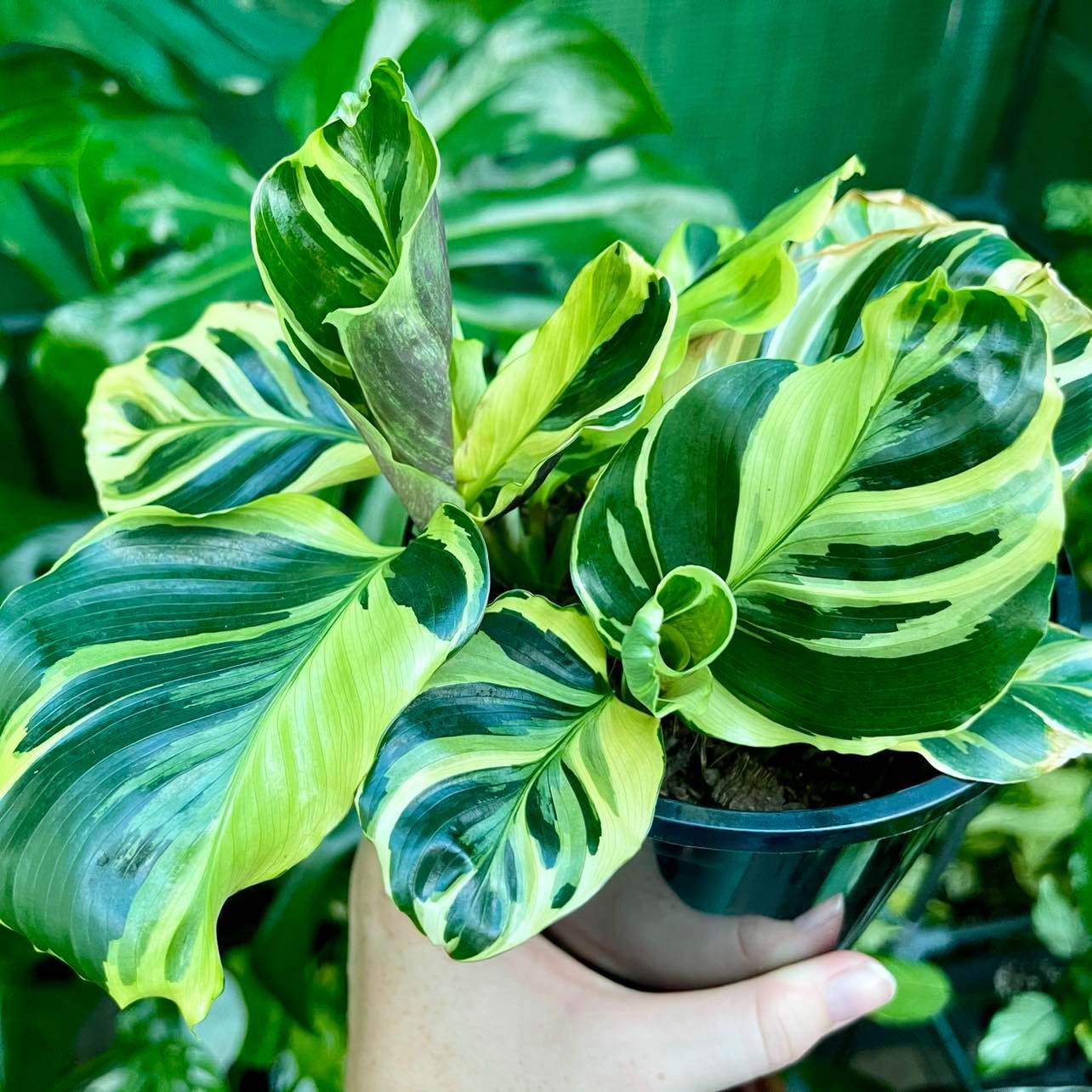 Calathea Louisae ‘Thai Beauty’ Care (Everything you need to know)