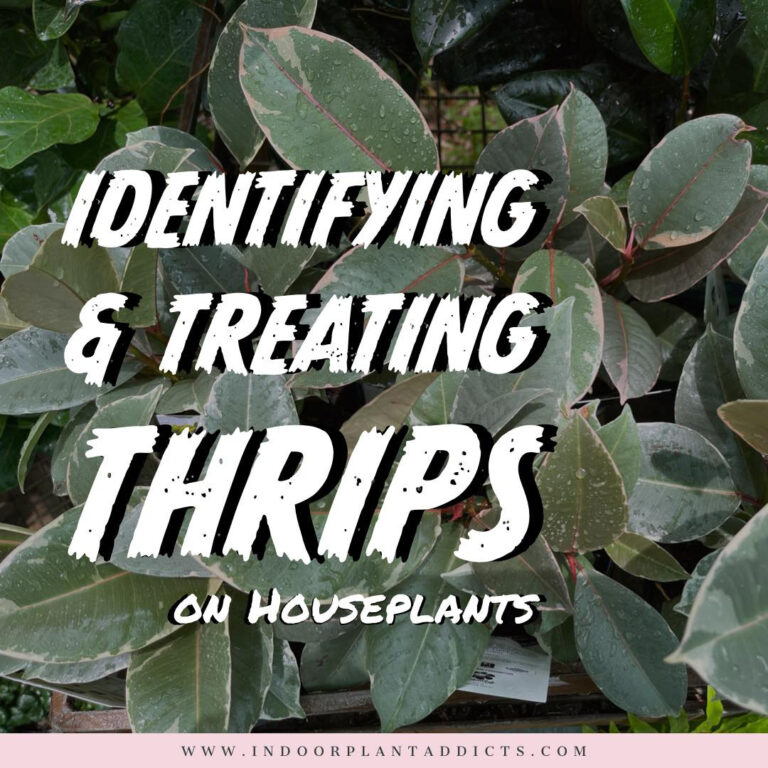 Identifying and Treating Thrips on Houseplants