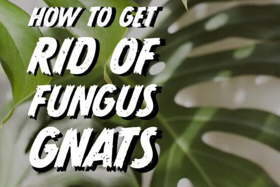 How to Get Rid of Fungus Gnats on House Plants