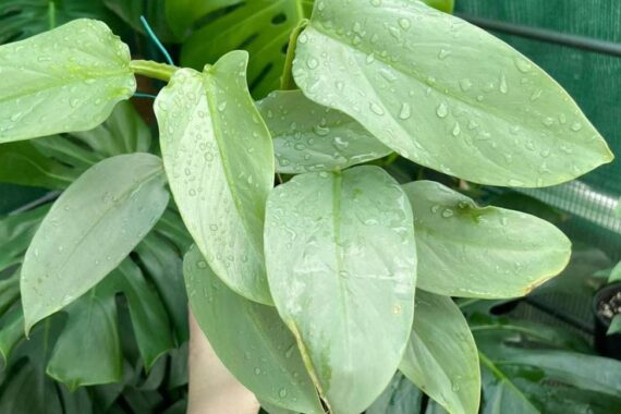 How to Care For Philodendron Silver Sword