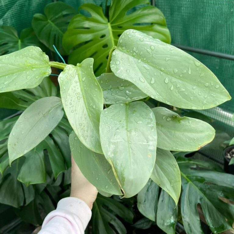 How to Care For Philodendron Silver Sword