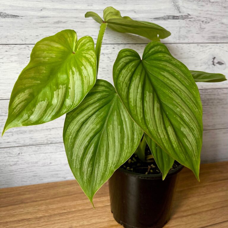 Must Read Philodendron Silver Cloud Care Guide - Indoor Plant Addicts