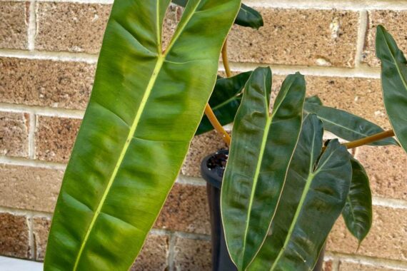 The Must Read Philodendron Billietiae Care Guide